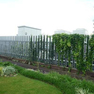 ツルパワールーバー（屋上緑化ルーバーフェンスタイプ）モデル施工7月植物剪定作業前風景